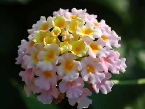 Самые красивые цветы в мире - YouTube