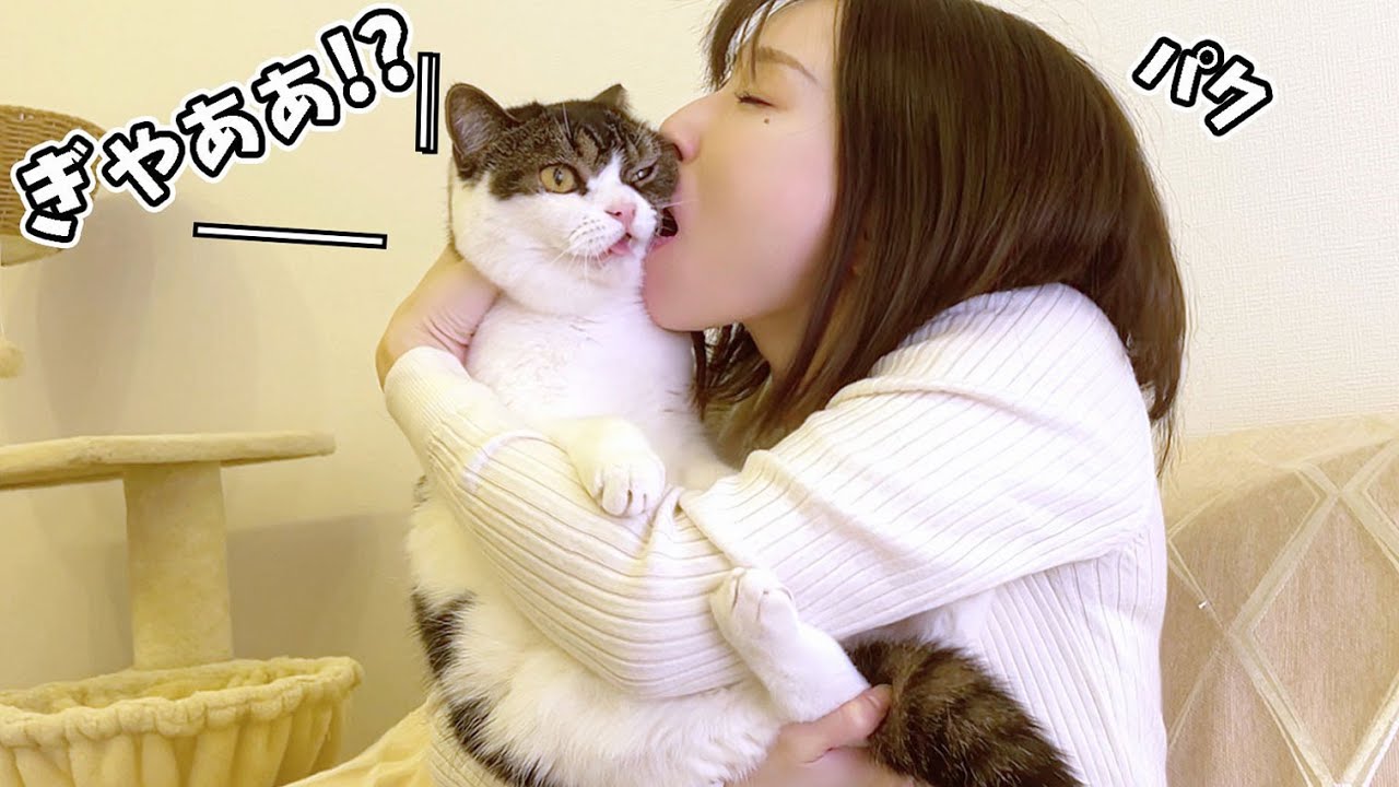 お風呂上がりふっわふわの頬っぺたを食べられた猫w - YouTube お風呂上がりふっわふわの頬っぺたを食べられた猫w - YouTube