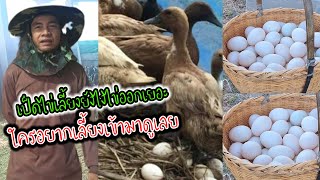 เลี้ยงเป็ดไข่#ผลิตไม่ทันขาย#สูตรการเลี้ยงที่ไม่เคยบอกใครมาก่อน#