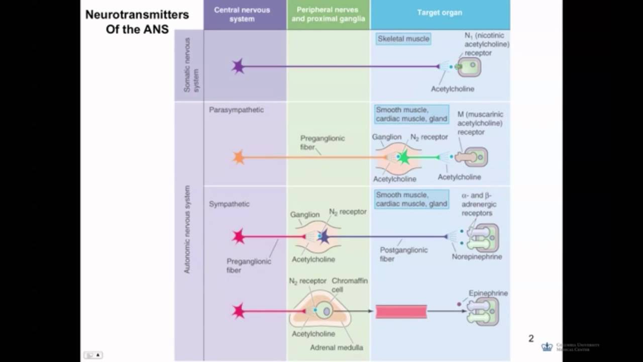 Autonomic Nervous System (N7001)