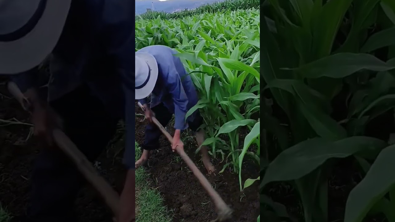 Smart technique of digging land with traditional tools 