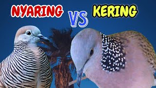 2 Derkuku Gacor Jos Nyus Vd Perkutut Lokal Gacor Andalan Kolektor