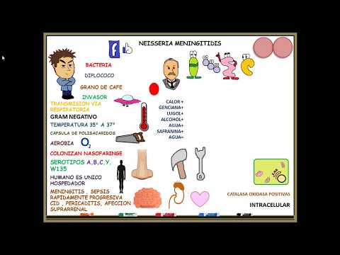 Vídeo: Diferencia Entre Meningitis Y Meningococo