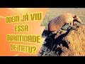 Quem já viu essa quantidade de tatu junto!
