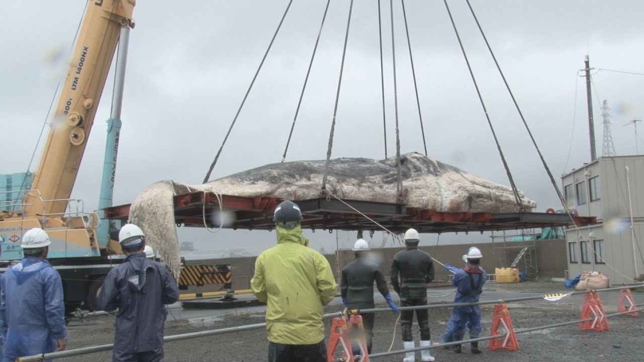 クジラ死骸を引き揚げ 体長16メートル超 解体し地中へ - YouTube