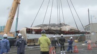 クジラ死骸を引き揚げ 体長１６メートル超 解体し地中へ