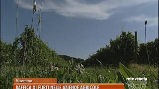 TG BASSANO (09/12/2016) - RAFFICA DI FURTI NELLE AZIENDE AGRICOLE DEL VICENTINO