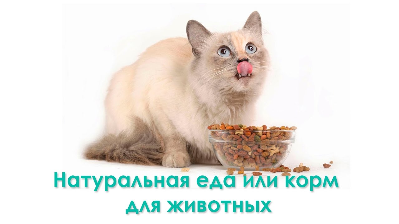 Натуральная еда или корм для животных. - YouTube