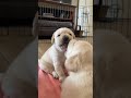 Labrador pup gives kisses 🥹🥰 #labrador #doglover #pets #shorts