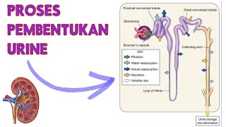 EKSKRESI | Proses Pembentukan Urine