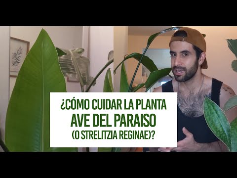 ¿Cómo cuidar la planta Ave del Paraiso (o Strelitzia nicolai)? Cuidados de Riego, Tierra, Luz...