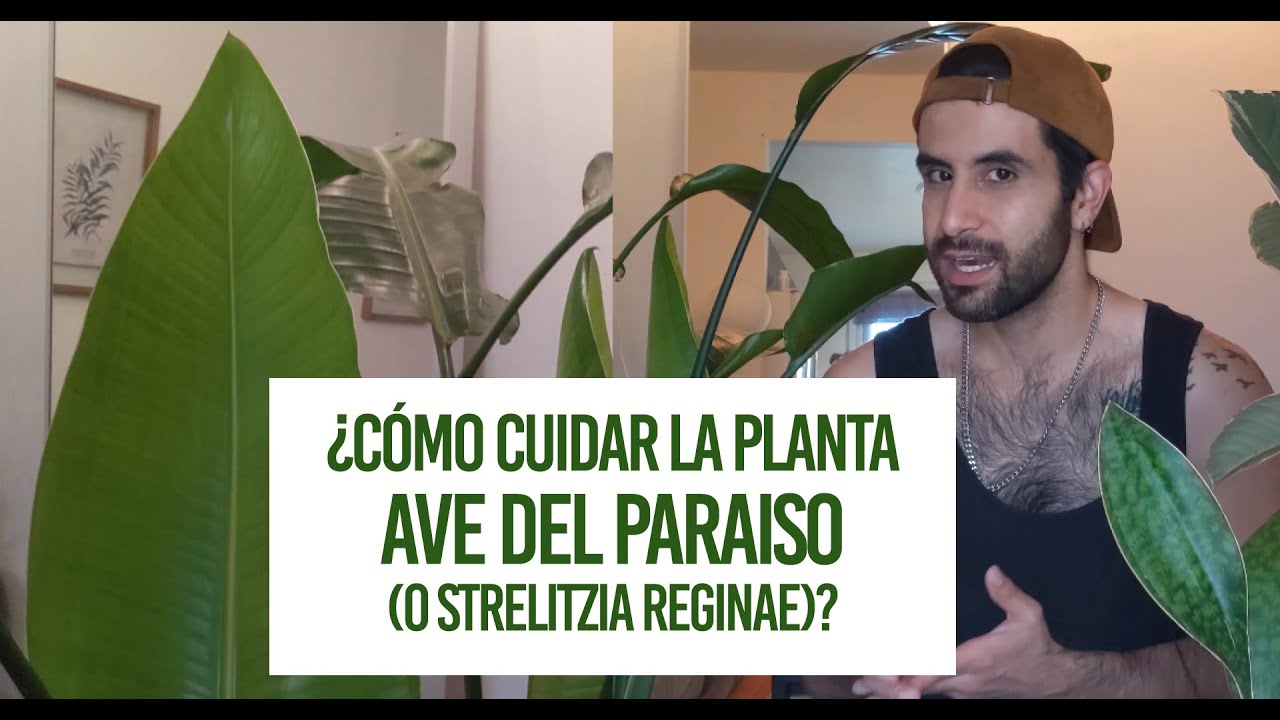 Cómo cuidar la planta Ave del Paraiso (o Strelitzia nicolai)? Cuidados de  Riego, Tierra, Luz... - YouTube