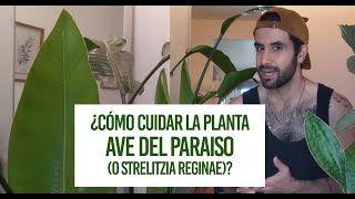 Cómo cuidar la planta Ave del Paraiso (o Strelitzia nicolai)? Cuidados de  Riego, Tierra, Luz... - YouTube