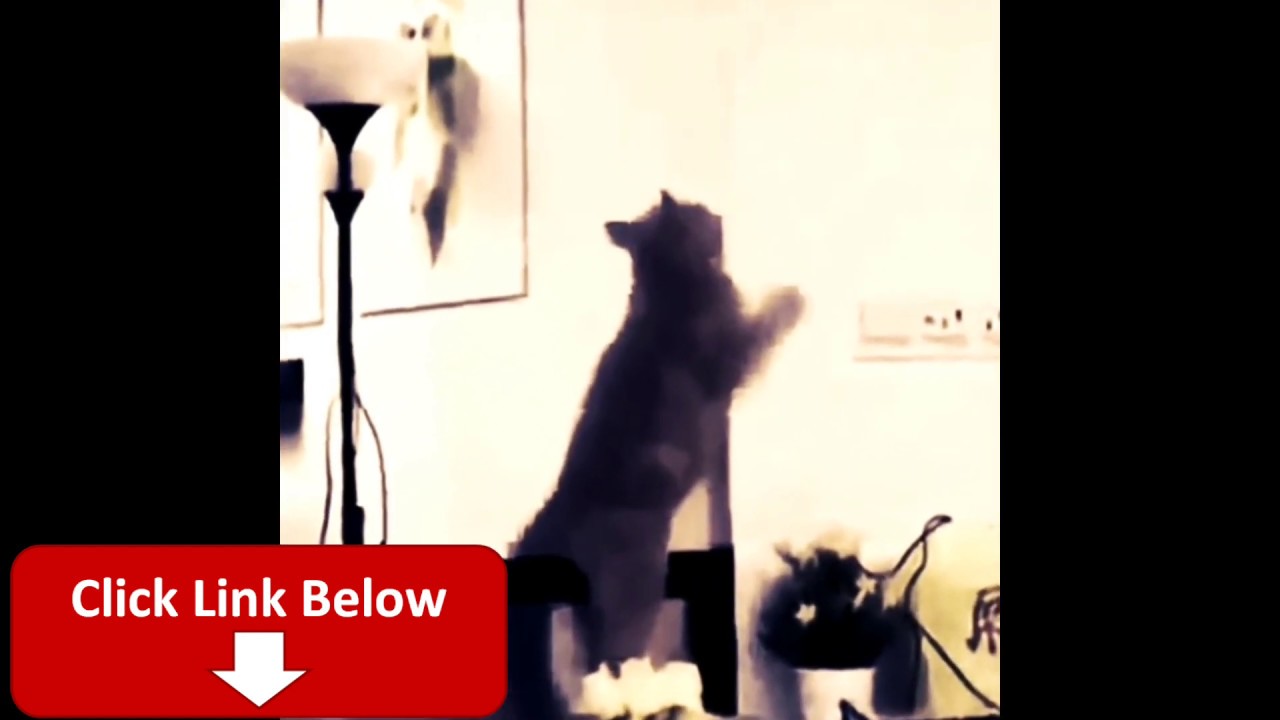 Buttercup - Cats Memes Compilation 