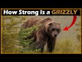 How Strong is a Grizzly Bear?