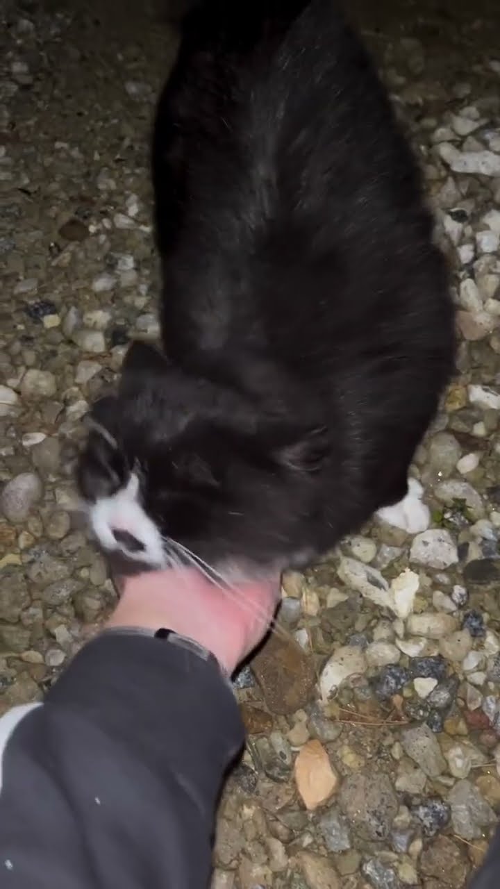 C magnifique vidéo chat nature