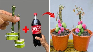 SUPER SPECIAL TECHNIQUE for propagating MANGO trees with Coca Cola, rooting and growing super fast