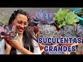 Continuamos trasplantando suculentas grandes ¡Así quedaron! │Candy Bu