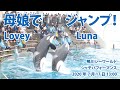 母娘でジャンプ！Lovey & Luna【2020年7月17日13:00　鴨川シーワールド　シャチパフォーマンス】Killer whale performance, Kamogawa Sea