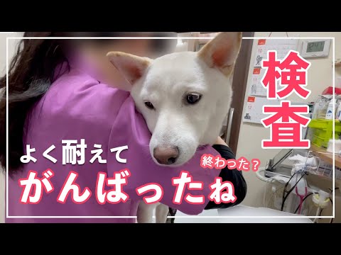 【下痢7日目】 柴犬の奮闘!検査で大騒ぎしながら頑張る姿に感動!