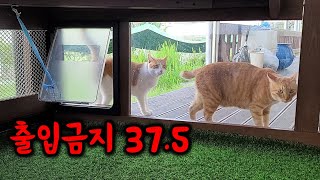 Cats reaction when door changed '37.5 Best angle'