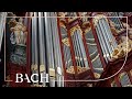 Bach - Sonata No. 3 in D minor BWV 527 - Havinga | Netherlands Bach Society