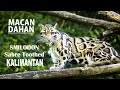 MACAN DAHAN RAJA HUTAN PULAU KALIMANTAN (FAKTA MENARIK DARI KUCING PURBA)