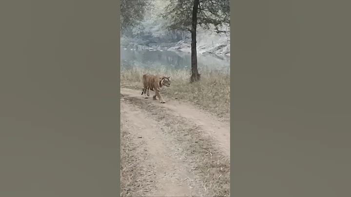 Riddhi attack and Chase dear #tiger #ranthambhoretigerreserve #wildlife #ranthambhorenationalpar