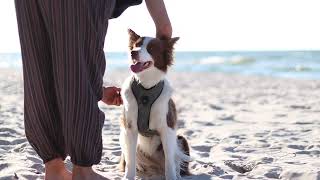 Szelki Lumen Truelove Border collie