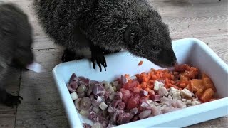 Что едят Полосатые Мангусты и как едят? ))) What do Striped Mongooses eat and how do they eat?)))