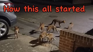 The beginning! #cuteanimals #fox #viral #vlog #wildlife #mylife #fyp #urbanfoxes