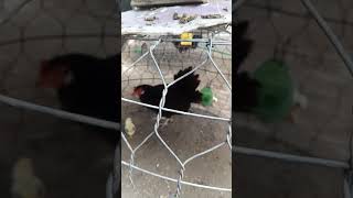 Thanh Lý Gà Mẹ Asil Cu Ban, Đang Dẫn Con Trang Đẻ 1Kg, Ae Nào Hợp Nhãn Alo Cho E Nha, Đã Bán