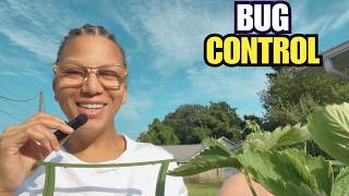 How to Stop Stink Bugs and Leaf-Footed Bugs From Taking Over Your Garden