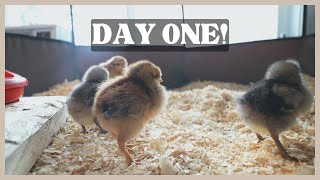 Raising Chicks in our Tiny Home