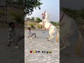Badal or Ronak #song #rajasthani #jaisalmer #subscribe #viralshorts #india #youtube