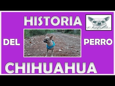 ¿Cuál es el origen y la evolución del perro chihuahua? 34