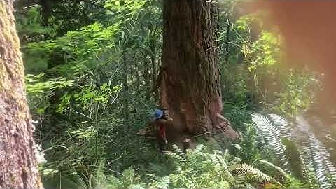 🤔🤔🤔#Not professionals please do not imitate logging bear #Forest #Log #Log