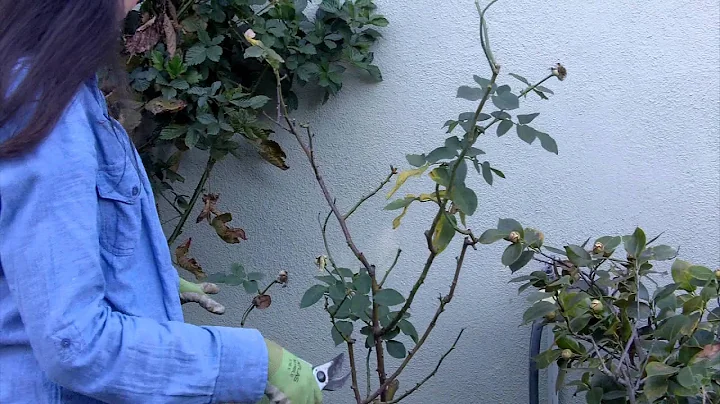 How to Prune Your Roses in 4 Easy Steps