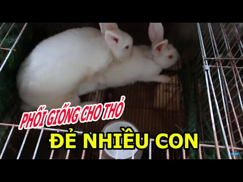 Video: Khi Nào Cho Thỏ Giao Phối