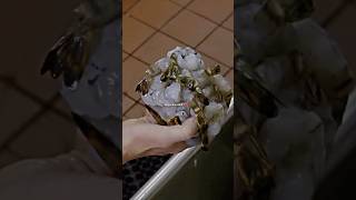 Defrosting Shrimp Gone WRONG!?