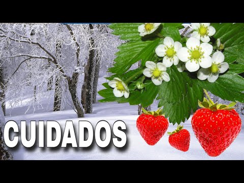 Video: Fresas Impecables En Invierno