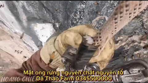 Mạo hiểm đu mình trên vách đá để khai thác mật ong rừng-Mật ong rừng nguyên chất vắt tổ Dã Thảo Farm