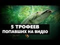 5 ОГРОМНЫХ ЩУК ПОПАВШИХ НА ВИДЕО ЛЕТОМ Ч.1