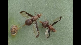Flies Mating