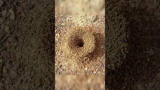 لماذا يقسم النمل حبة الكزبرة الى اربع اقسام