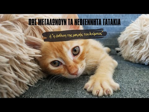 Βίντεο: Όλα για τα γατάκια: πώς να φροντίζετε