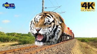 Animal Tiger Funny Train Video - Tiger Funny Video - Tiger Productions Funny Cat Videos - Tiger