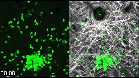 Spatiotemporal Basis of Innate and Adaptive Immunity in Secondary Lymphoid Tissue: Video 1
