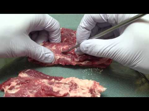 Bone Graft - Periosteal Release - Porcine Rib