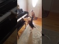 Buddy mercury sings funny and cute beagle who plays piano